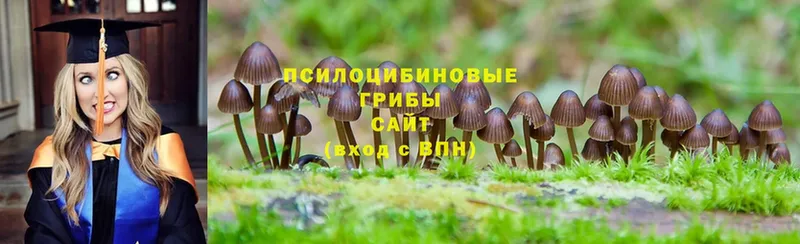 Псилоцибиновые грибы Magic Shrooms  ОМГ ОМГ как зайти  Ковров 